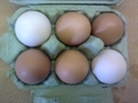 Picture of 6 Organic Eggs (Mixed Size)