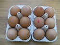 Picture of 12 Free Range Eggs