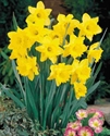 Picture of Daffodils (5 x bunch)