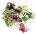 Picture of Mixed Spring Salad, Organic (125g)