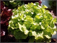 Picture of Green Spring Lettuce