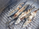 Picture for category Marinated Barbecued Mackerel 