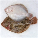 Picture of Whole Brill (approx. 1kg - £16.50 per kg)