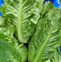 Picture for category Leaves