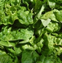 Picture for category Organic Salad