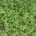 Picture of Chickweed, wild (150g)