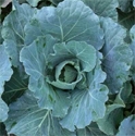 Picture of Celtic Cabbage