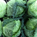 Picture for category Cabbages & Cauliflower