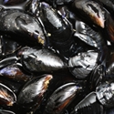 Picture of Maldon Mussels (approx 1kg)
