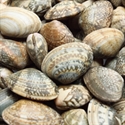 Picture of Parloude Clams 500g