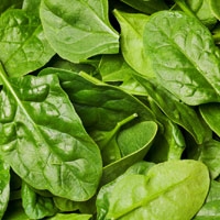 Picture of Rita's New Season Spinach (approx 300g)