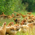 Picture for category Temple Farm