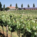 Picture for category Three Choirs Vineyard