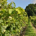 Picture for category Bolney Wine Estate