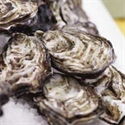 Picture for category Rock Oysters