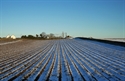 Picture for category 15th Feb - Frozen Fields & Oversize Woodpigeons