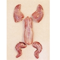 Picture of Jointed Wild Rabbit (approx 850g)