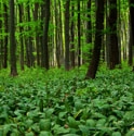 Picture for category Pip's Tip: Wild Garlic