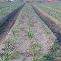 Picture for category 21st March - Seed Drilling & Greedy Pheasants
