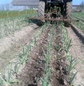 Picture for category 10 April - Early Crops & Unexpected Visitors