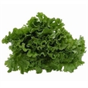 Picture of Can Can Leaf Lettuce