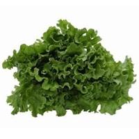 Picture of Can Can Leaf Lettuce
