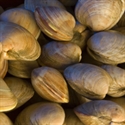 Picture of American Hard Shell Clams 500g