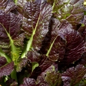 Picture of West London Mustard Leaves (100g)