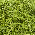 Picture of West London Rocket (100g)