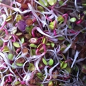 Picture of Organic Sango Radish Sprouts (115g)