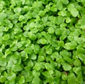 Picture of Claytonia Lettuce, Organic (125g)