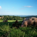 Picture for category Treflach Farm