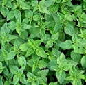 Picture of Wild Nettle Tips (250g)