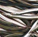 Picture of 'Launce' Sand Eels (500g - £7 per kg)