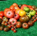 Picture of Mixed Organic Tomatoes (400g)