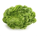 Picture of Spring Green Lettuce