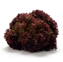 Picture of Lollo Rosso Lettuce