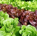 Picture of 3x Mixed Lettuce Selection