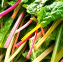 Picture of West London Baby Chard (100g)