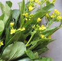 Picture of Mustard Flowers, Organic (50g)